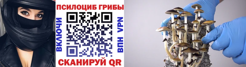 Псилоцибиновые грибы Psilocybe  Ершов 